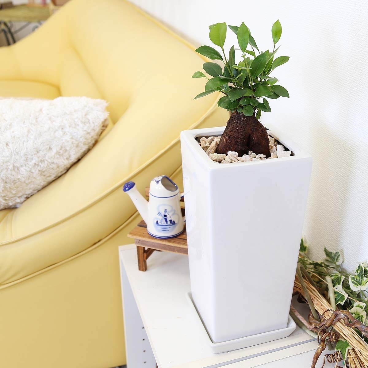  decorative plant ........ is said ...... see ... tree!gaju maru 6 number white square ceramics pot [ strut ] free shipping 