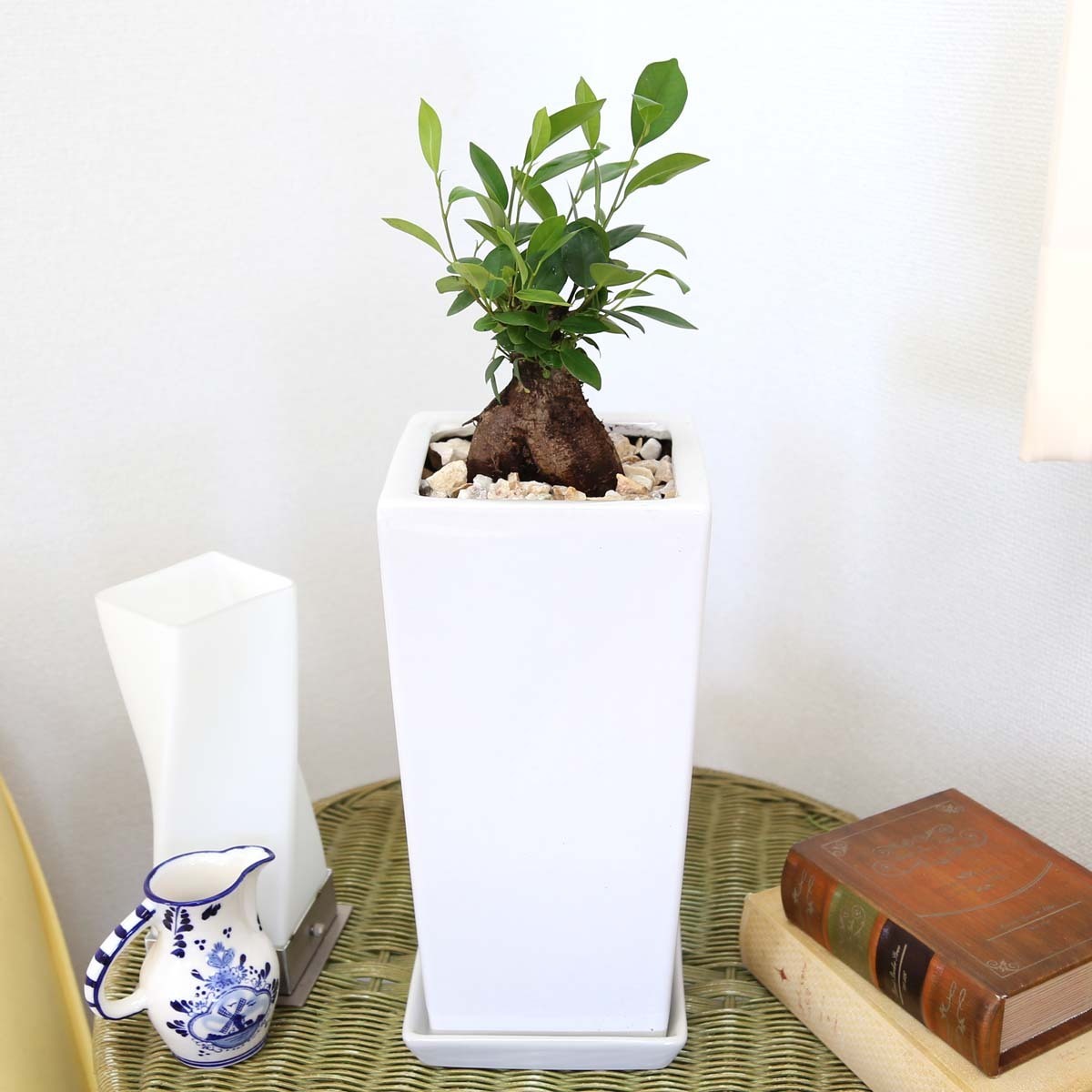  decorative plant ........ is said ...... see ... tree!gaju maru 6 number white square ceramics pot [ strut ] free shipping 