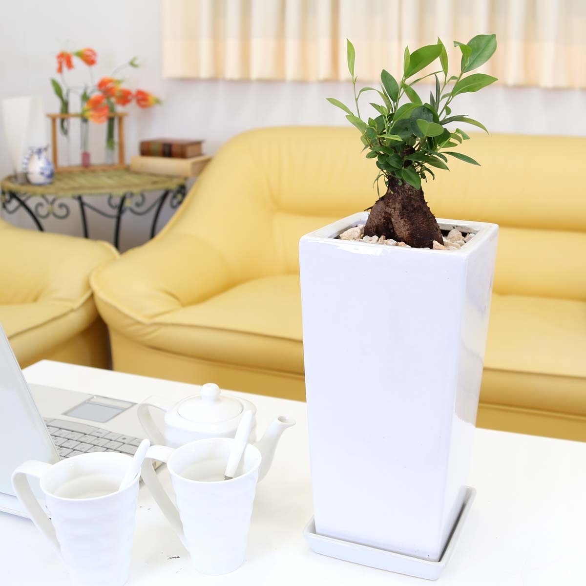  decorative plant ........ is said ...... see ... tree!gaju maru 6 number white square ceramics pot [ strut ] free shipping 