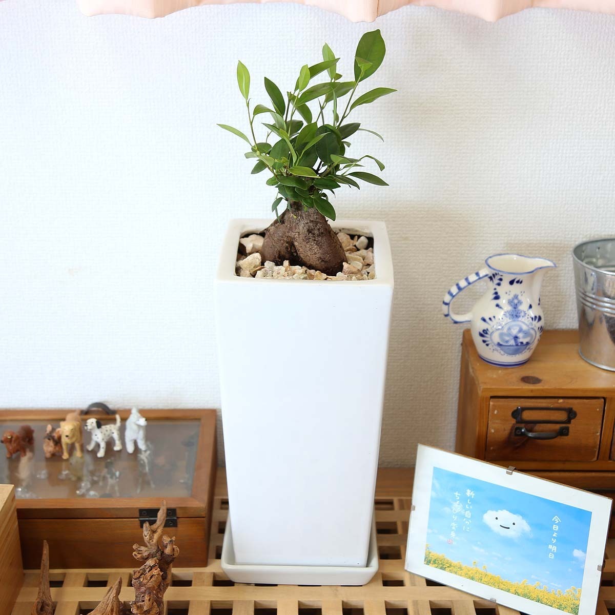  decorative plant ........ is said ...... see ... tree!gaju maru 6 number white square ceramics pot [ strut ] free shipping 