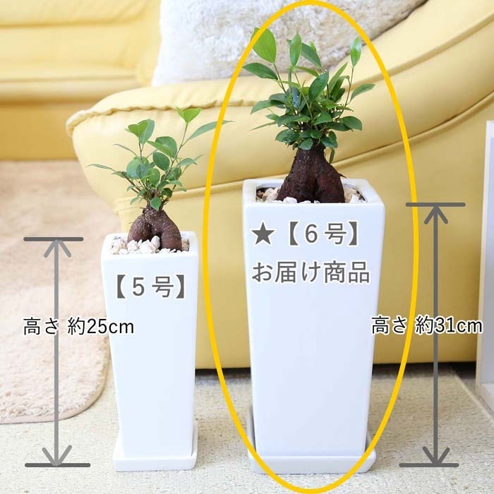  decorative plant ........ is said ...... see ... tree!gaju maru 6 number white square ceramics pot [ strut ] free shipping 