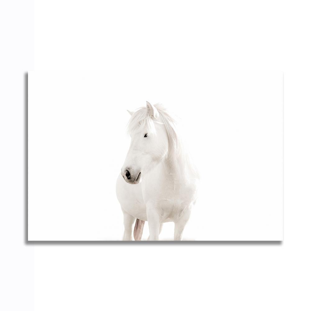 馬 ポスター ボード パネル フレーム 75x50cm 動物 白馬 自然 競馬 海外 インテリア グッズ 絵 雑貨 写真 フォト アート 大判 大 13_画像1
