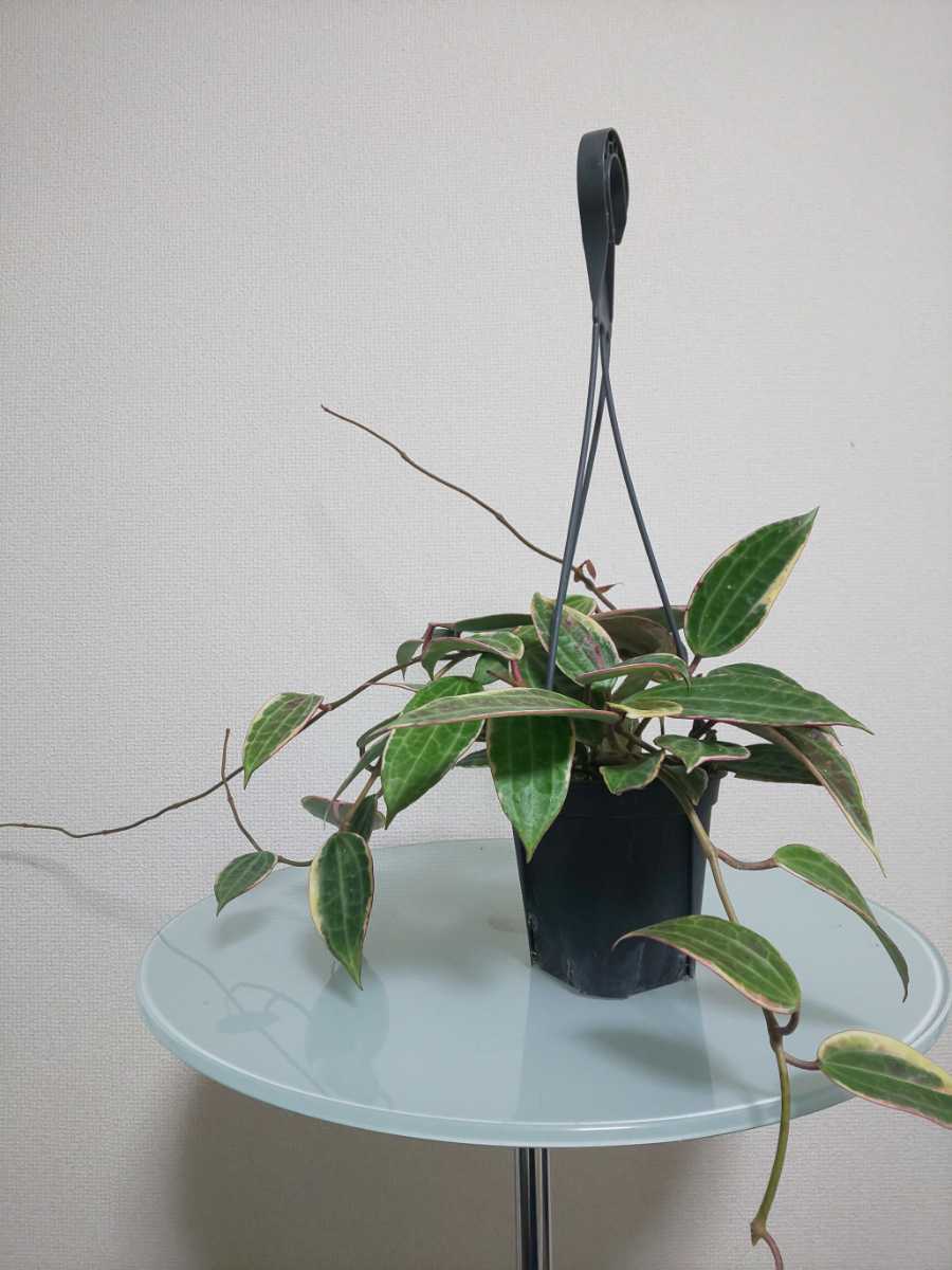 Paypayフリマ 希少種 ゴールデンマージン ホヤ カルノーサ サクララン リップカラー コンパクタ 観葉植物 レア 珍しい レツーサ ハンギング 1 Paypayフリマ 希少種 ゴールデンマージン ホヤ カルノーサ サクララン リップカラー コンパクタ 観葉植物 レア 珍しい レツーサ ハンギング 1