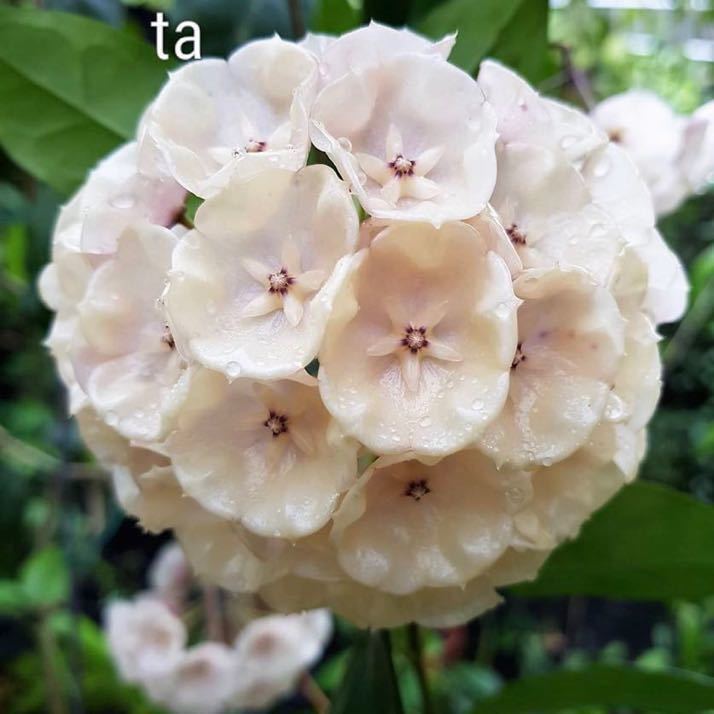 希有 Hoya Sp Gunung Gading 外す苗 Udaipurviews Com