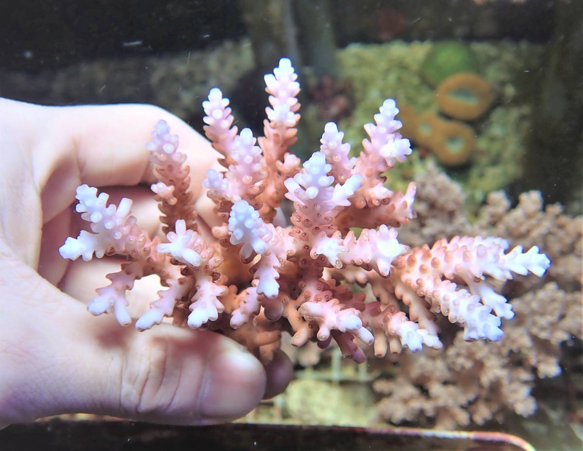 Coral Sea Japan オーストラリア産 チェリーブロッサム ミドリイシ ２ メイン中央
