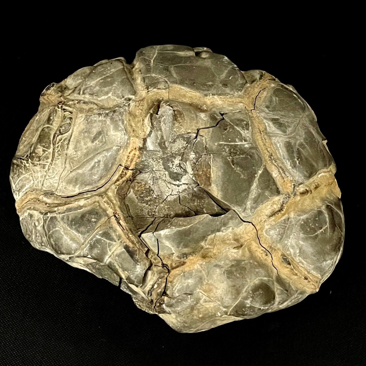北海道産 亀甲石 水石 鑑賞石 自然石 原石 天然石 縁起物 約5.31kg 