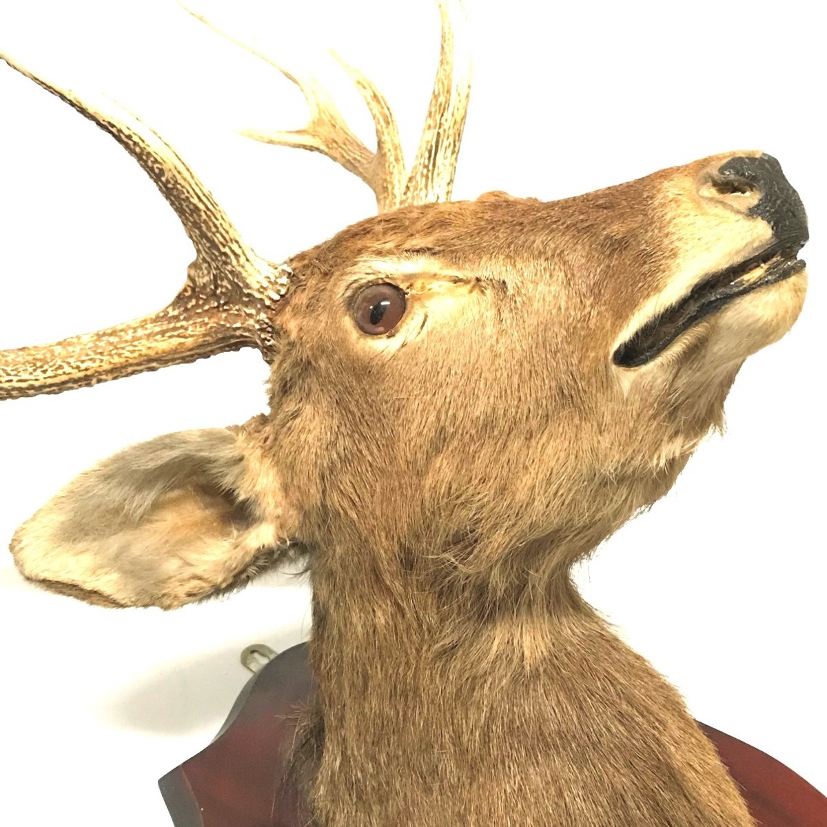 鹿 シカ エゾシカ 剥製 標本 ハンティングトロフィー 壁掛け オブジェ 