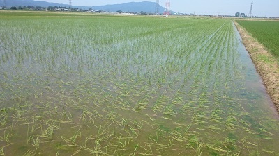 【令和3年産】新米 新潟県認証 無農薬 特別栽培米コシヒカリ 真空包装白米3kg_画像1