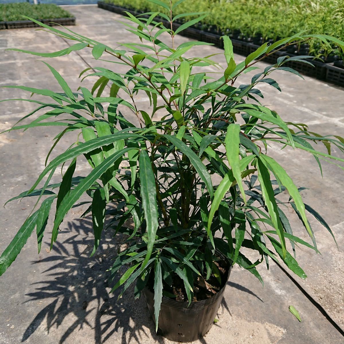 植栽セット マホニア シルバープリペット オタフク 斑入ヤブラン 