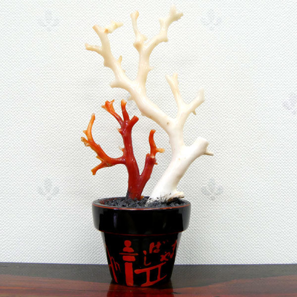 *I1593 お部屋の縁起物に最適な高知伝統工芸品 天然血赤＆白珊瑚 漆鉢 置物