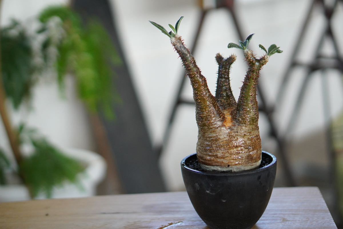 2良型□□Pachypodium Gracilius□□パキポディウム グラキリス#現地球