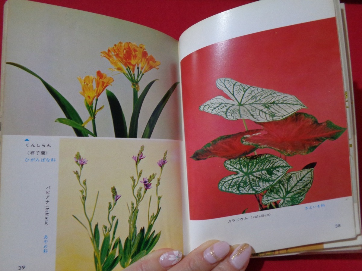 m#* color books four season. .... material for flower arrangement Showa era 42 year 12. issue /I27