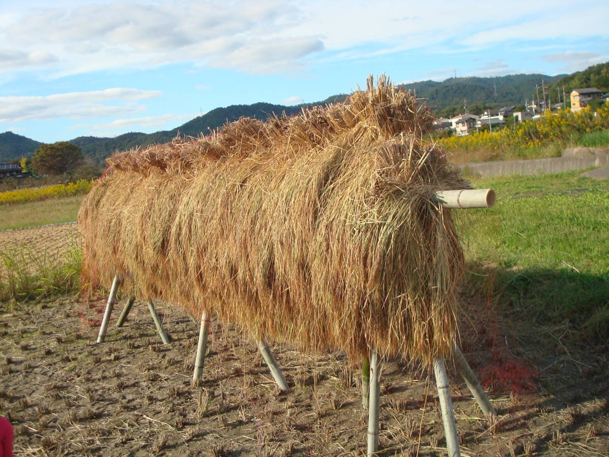 岡山県産 無肥料農薬不使用 自然栽培米 天日干し 20キロ アケボノ 岡山県産 無肥料農薬不使用 自然栽培米 天日干し 20キロ アケボノ