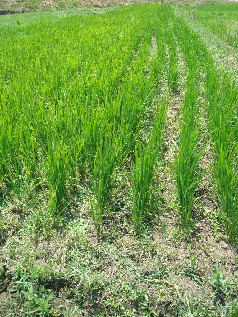 岡山県産 無肥料農薬不使用 自然栽培米 天日干し 20キロ アケボノ 岡山県産 無肥料農薬不使用 自然栽培米 天日干し 20キロ アケボノ