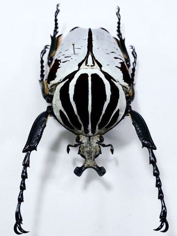 標本 Goliathus goliathus f. quadrimaculatus (96.0mm 標本 Goliathus goliathus f. quadrimaculatus (96.0mm