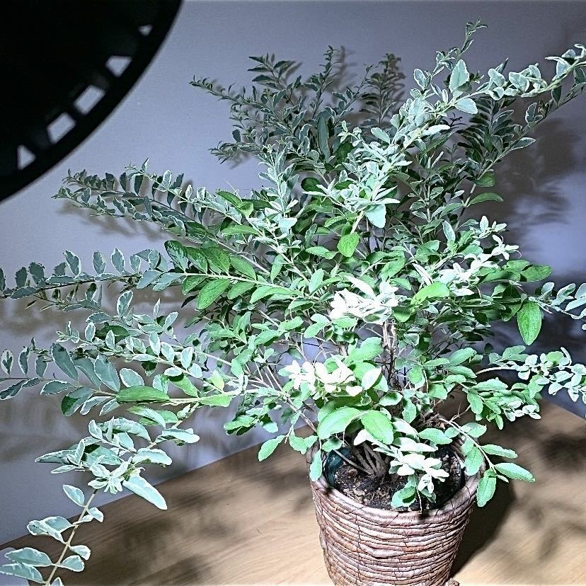 植物育成UFOライト6000K COB LED 3個 | alianzasuiza.org