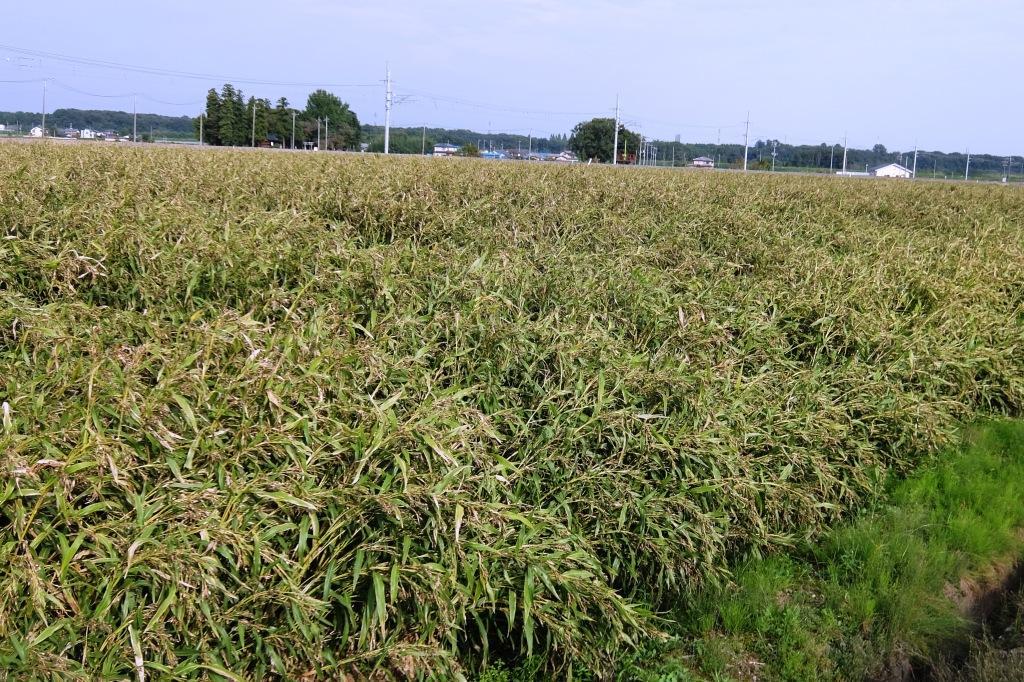 ハトムギ農家の手作り精白はとむぎ　栃木県産　1kg_橋本農園のはとむぎ畑