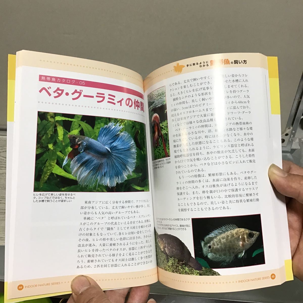 手に取るようにわかる 熱帯魚の飼い方 ハ① Pisces ピーシーズ インドアネイチャーシリーズ 9 定価1809円_画像9