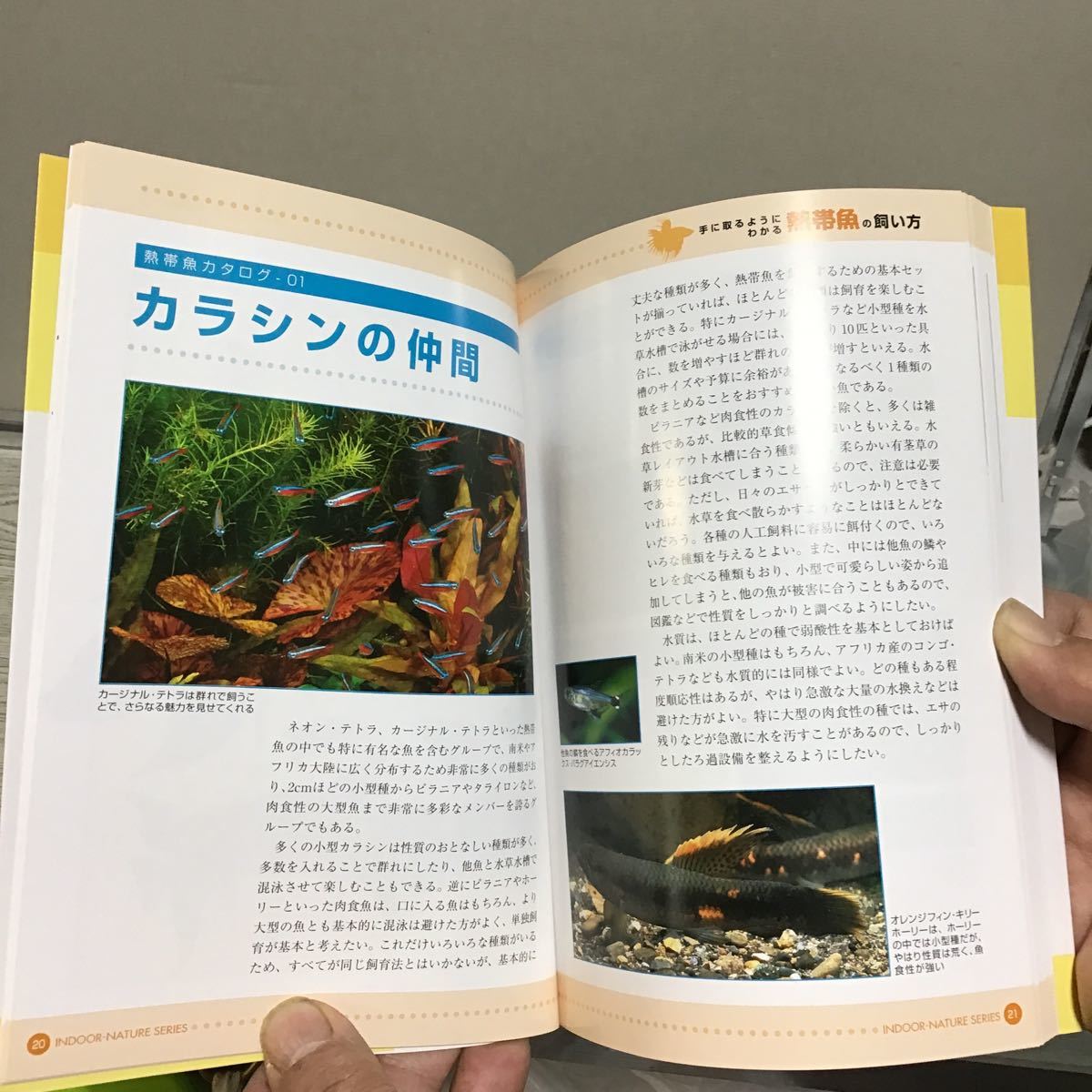 手に取るようにわかる 熱帯魚の飼い方 ハ① Pisces ピーシーズ インドアネイチャーシリーズ 9 定価1809円_画像6