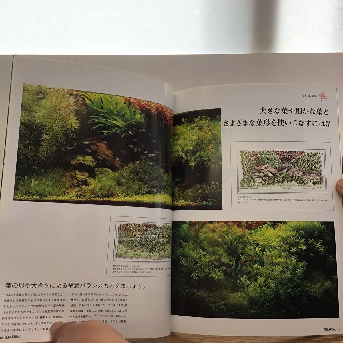 2008 vol 149 (1) ADA アクアジャーナル ネイチャーアクアリウム 2008 vol 149 (1) ADA アクアジャーナル ネイチャーアクアリウム