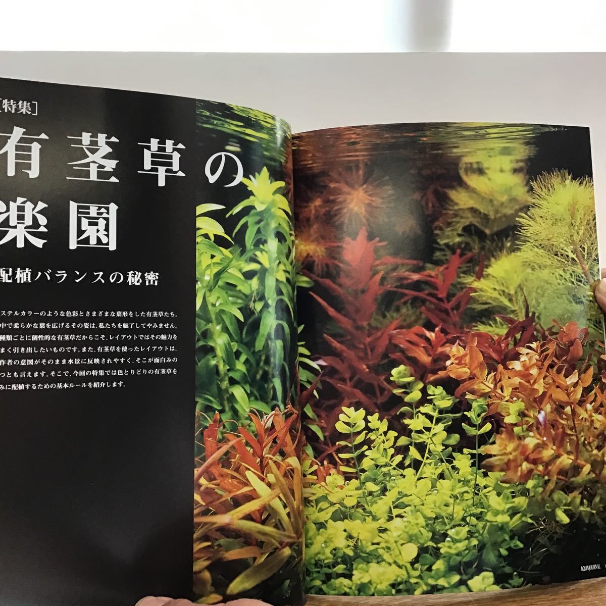 2008 vol 149 (1) ADA アクアジャーナル ネイチャーアクアリウム 2008 vol 149 (1) ADA アクアジャーナル ネイチャーアクアリウム