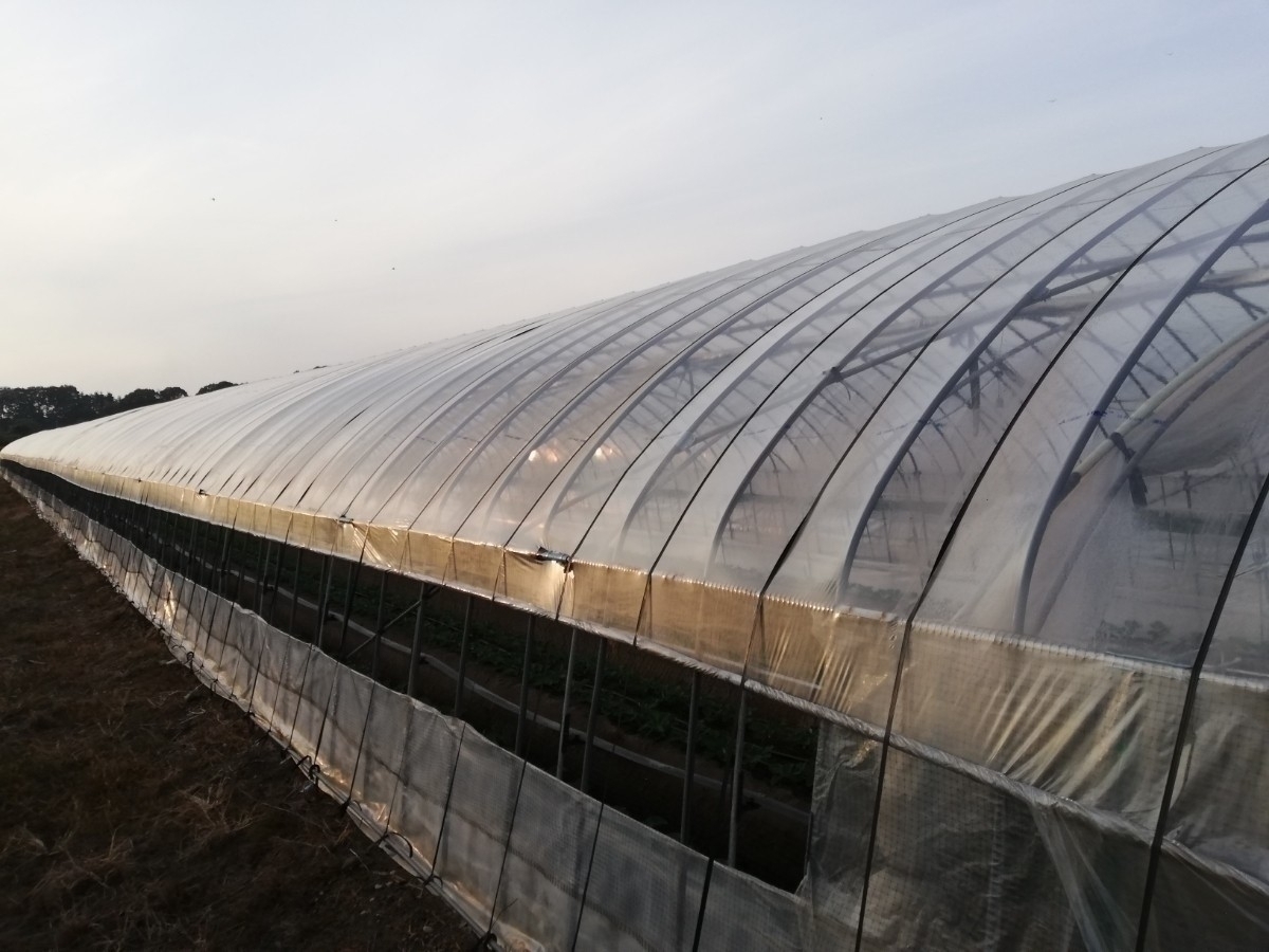 農業用 ビニール 約8m×22m ビニールハウスのビニールのみです 天井