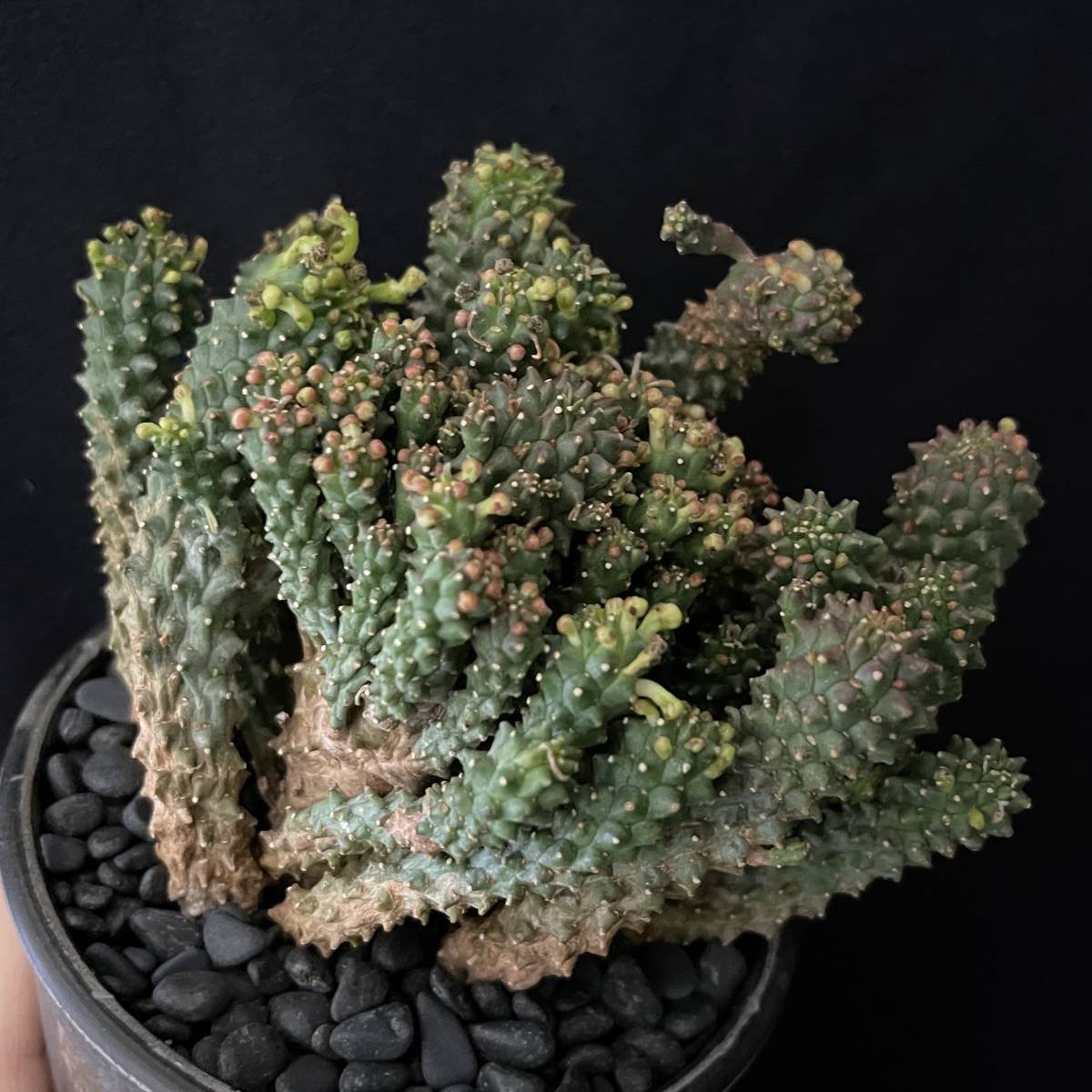 Yahoo!オークション - ユーフォルビア デセプタ/Euphorbia Yahoo!オークション - ユーフォルビア デセプタ/Euphorbia