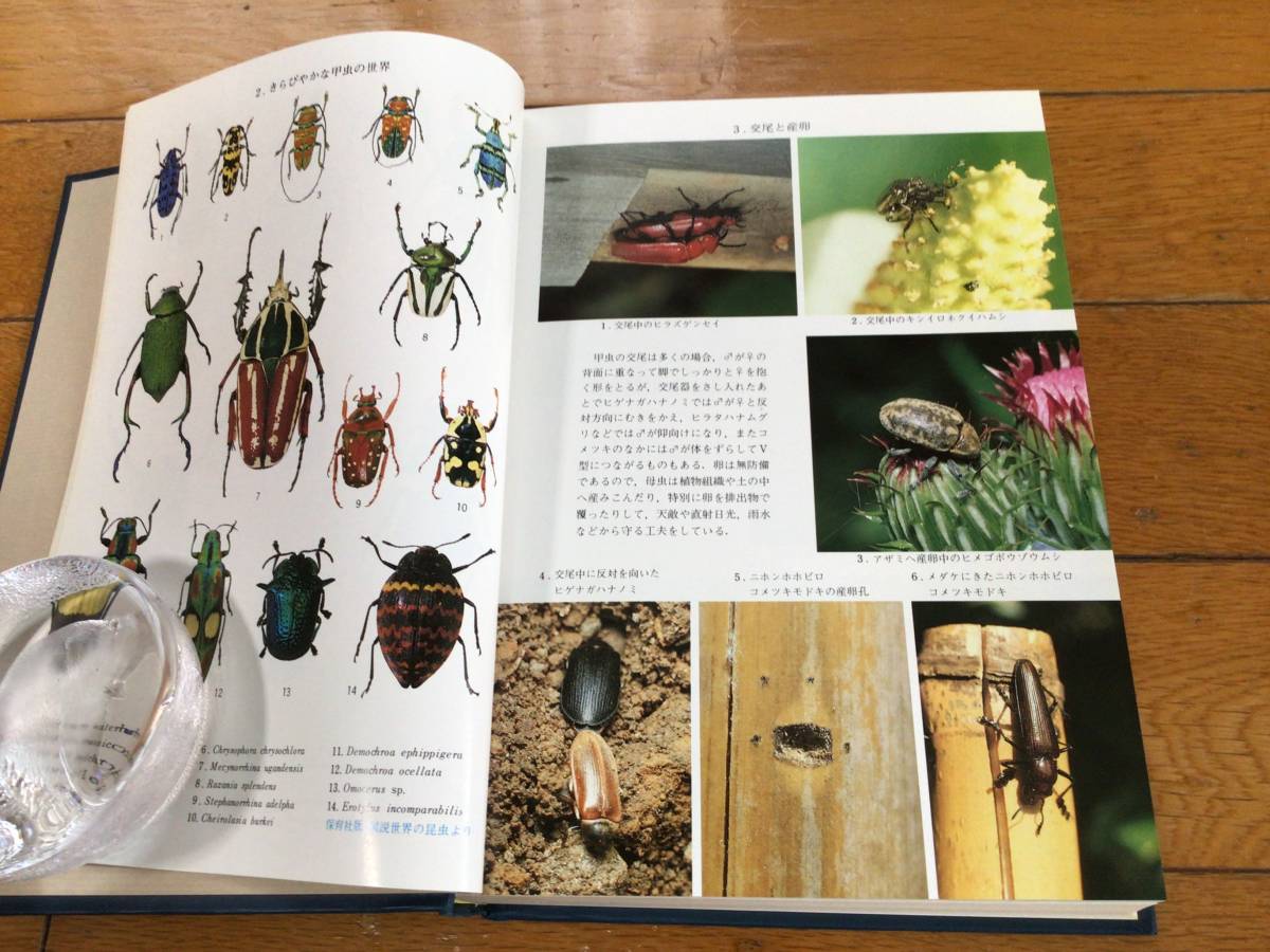 原色日本甲虫図鑑Ⅰ,Ⅱ,Ⅲ-