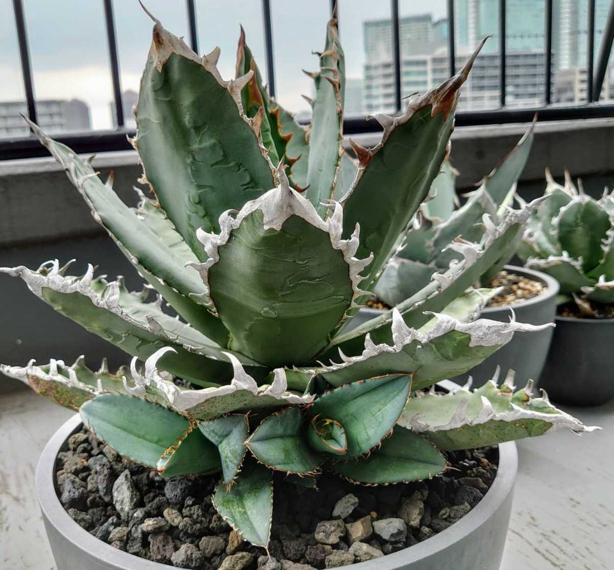 アガベ チタノタ カキ仔の出品です。検)GODZILLA agave titanota アガベ チタノタ カキ仔の出品です。検)GODZILLA agave titanota