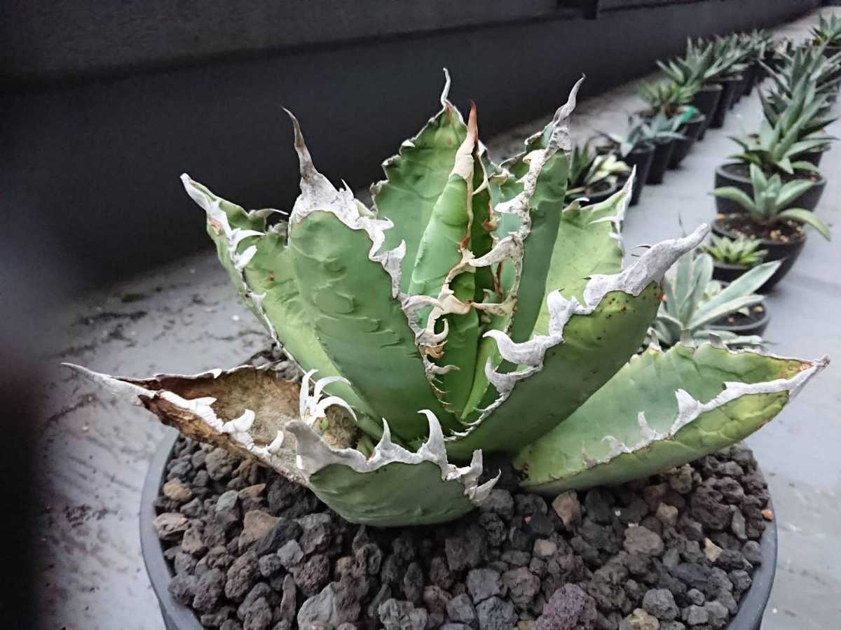アガベ チタノタ カキ仔の出品です。検)GODZILLA agave titanota アガベ チタノタ カキ仔の出品です。検)GODZILLA agave titanota