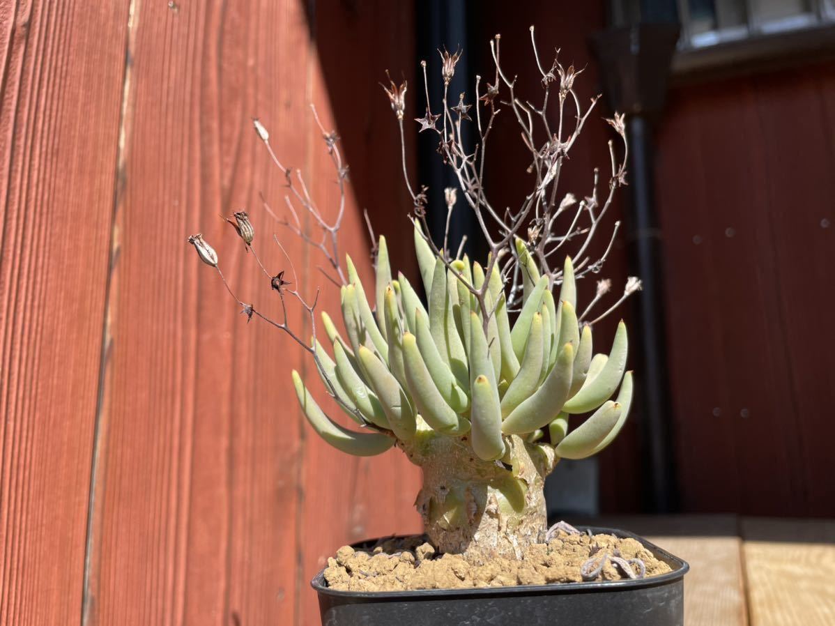 チレコドン・レティキュラーツス Tylecodon reticulatus 和名 チレコドン・レティキュラーツス Tylecodon reticulatus 和名