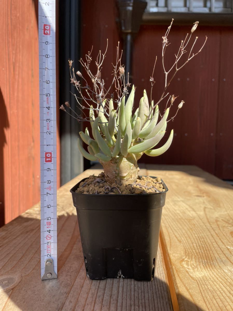 チレコドン・レティキュラーツス Tylecodon reticulatus 和名 チレコドン・レティキュラーツス Tylecodon reticulatus 和名