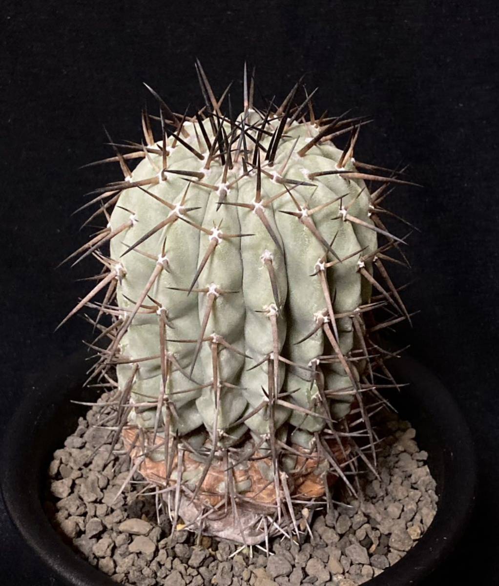 貴重 現地球 強刺 Copiapoa コピアポア シネレア 黒王丸 灰色の肌