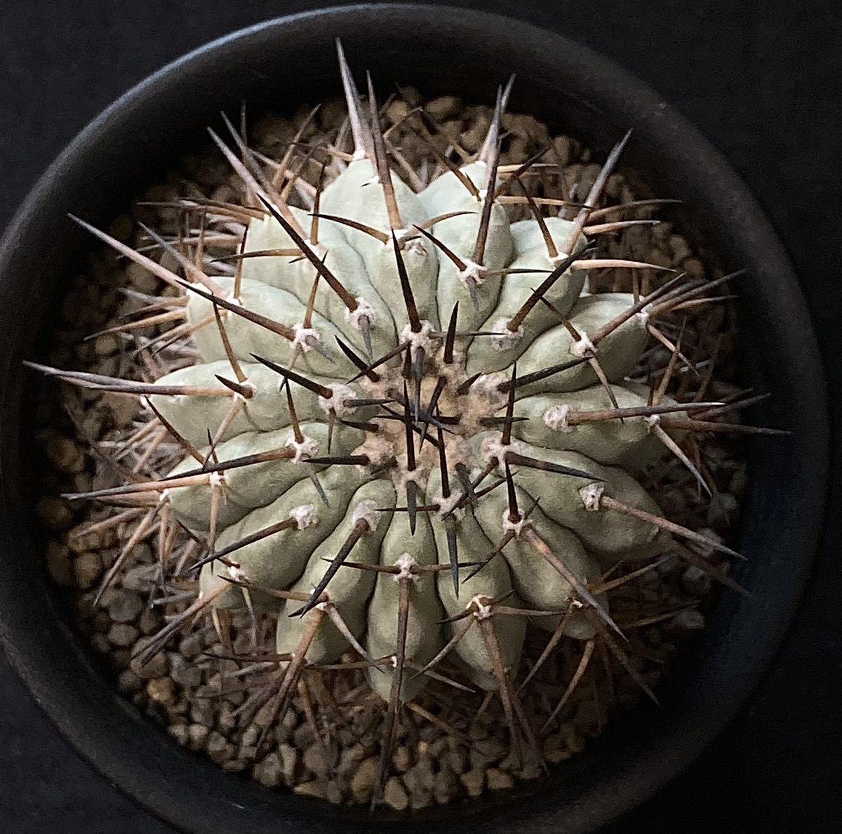 貴重 現地球 強刺 Copiapoa コピアポア シネレア 黒王丸 灰色の 貴重 現地球 強刺 Copiapoa コピアポア シネレア 黒王丸 灰色の