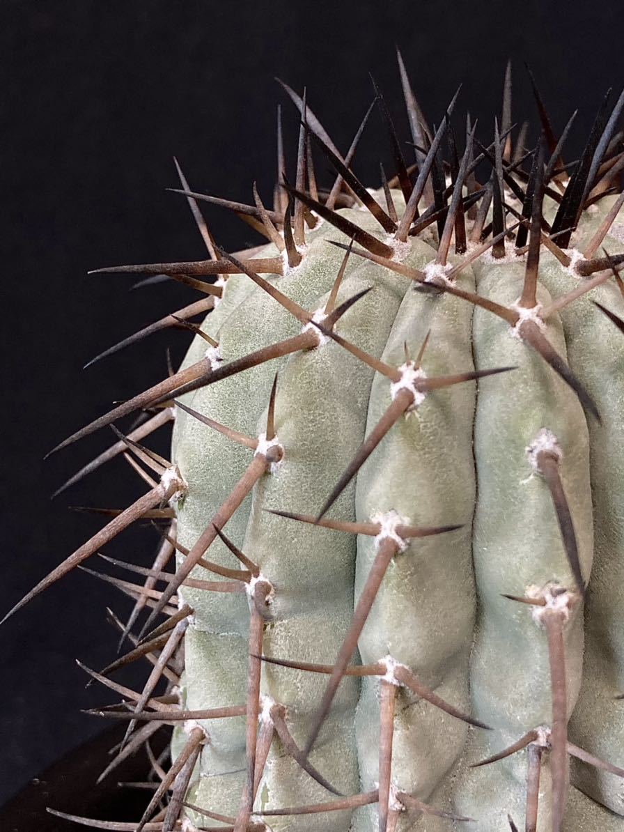 貴重 現地球 強刺 Copiapoa コピアポア シネレア 黒王丸 灰色の 貴重 現地球 強刺 Copiapoa コピアポア シネレア 黒王丸 灰色の