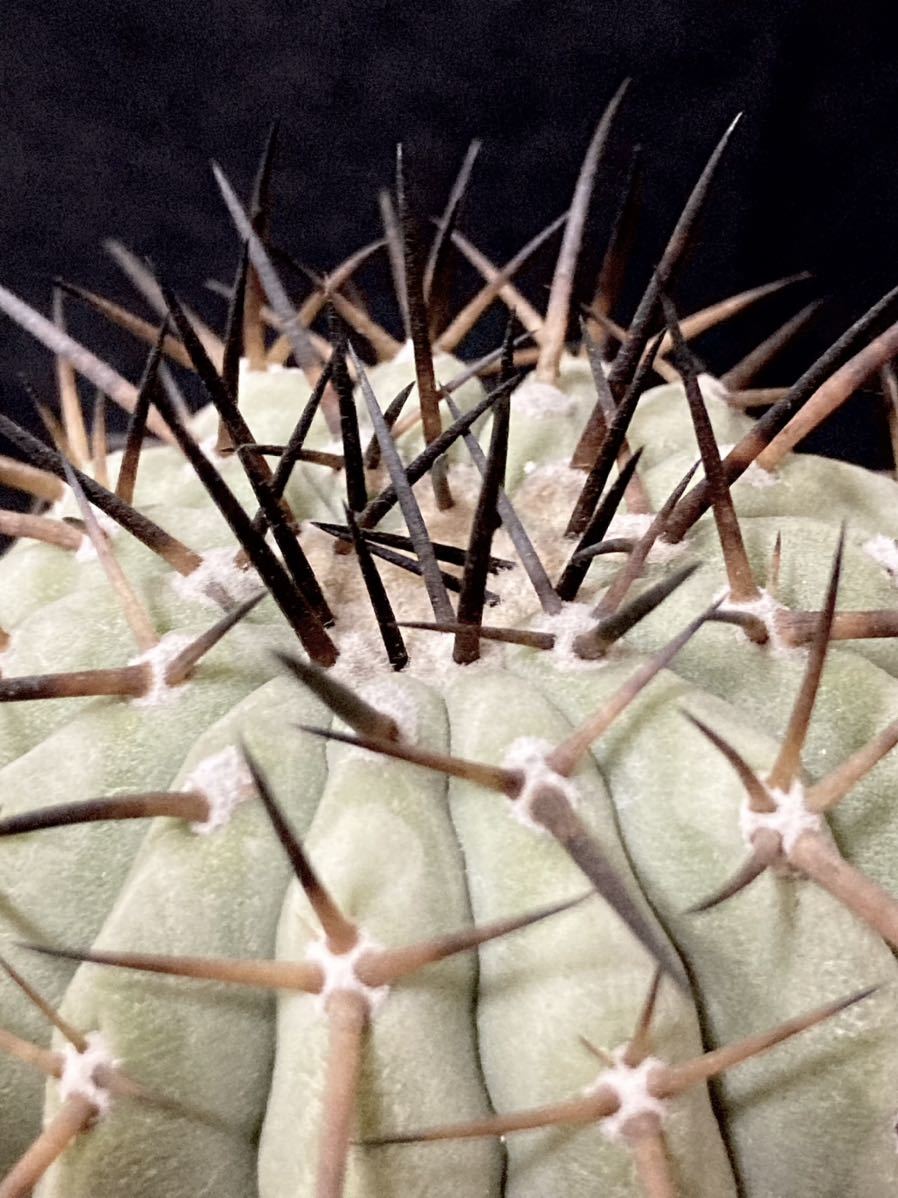 貴重 現地球 強刺 Copiapoa コピアポア シネレア 黒王丸 灰色の 貴重 現地球 強刺 Copiapoa コピアポア シネレア 黒王丸 灰色の