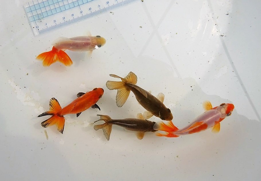 金魚さま専用 | www.jarussi.com.br