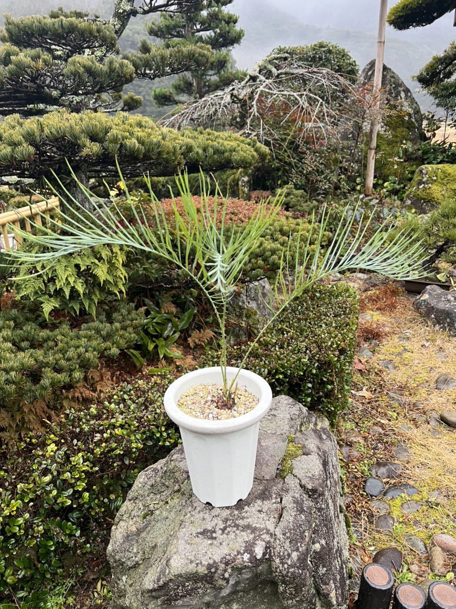 太株 ブルーリーフ Cycas cairnsiana サイカス カイルンシアナ レア