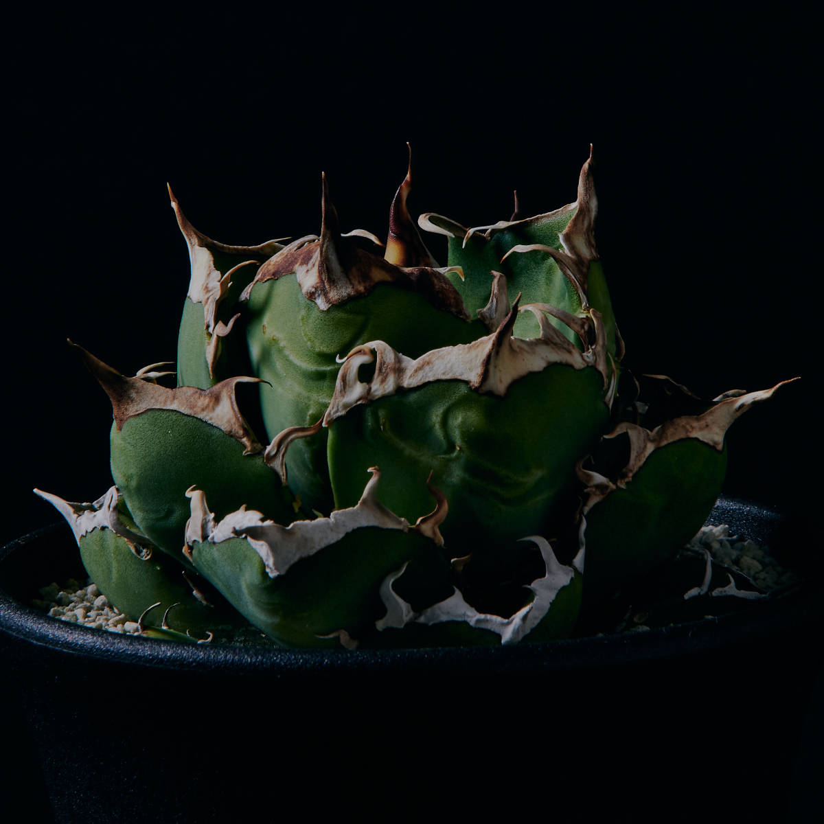 極上ボール型美株 アガベ チタノタ 鬼爪 中株 Agave titanota ghost