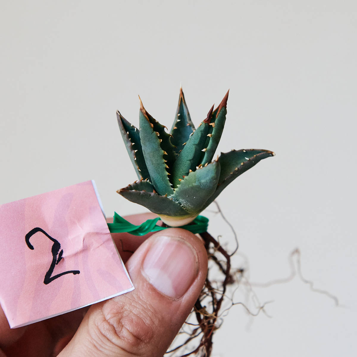 アガベ ユタエンシス エボリスピナ 実生 02 Agave utahensis アガベ ユタエンシス エボリスピナ 実生 02 Agave utahensis