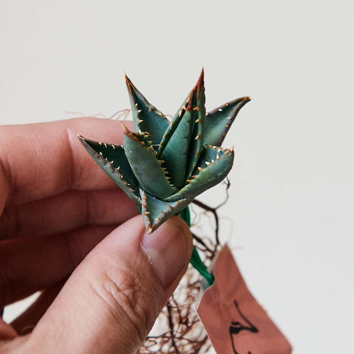アガベ ユタエンシス エボリスピナ 実生 02 Agave utahensis アガベ ユタエンシス エボリスピナ 実生 02 Agave utahensis