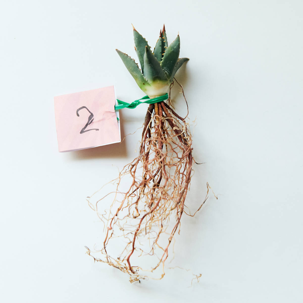 アガベ ユタエンシス エボリスピナ 実生 02 Agave utahensis アガベ ユタエンシス エボリスピナ 実生 02 Agave utahensis