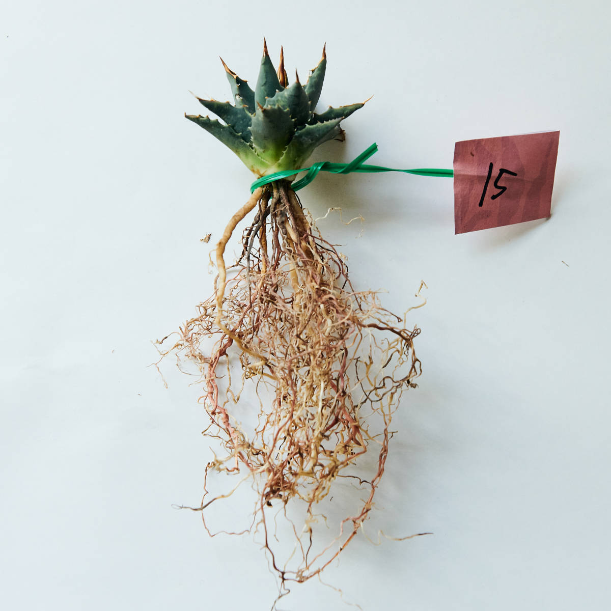 アガベ ユタエンシス エボリスピナ 実生 15 Agave utahensis アガベ ユタエンシス エボリスピナ 実生 15 Agave utahensis