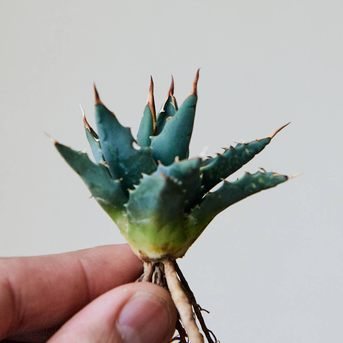 アガベ ユタエンシス エボリスピナ 実生 15 Agave utahensis アガベ ユタエンシス エボリスピナ 実生 15 Agave utahensis