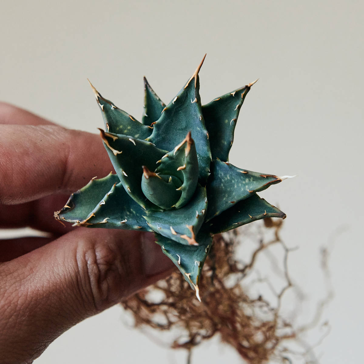 アガベ ユタエンシス エボリスピナ 実生 15 Agave utahensis アガベ ユタエンシス エボリスピナ 実生 15 Agave utahensis