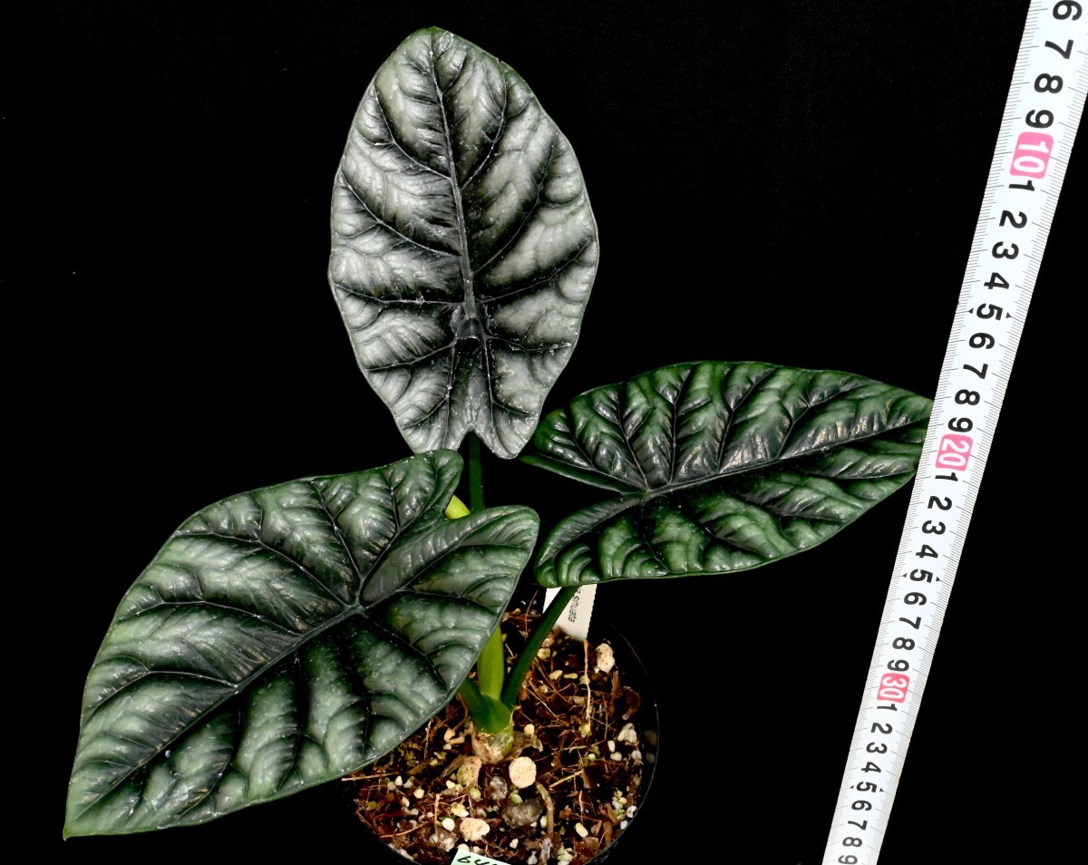 Yahoo!オークション - Alocasia sinuata (644) アロカシア Yahoo!オークション - Alocasia sinuata (644) アロカシア