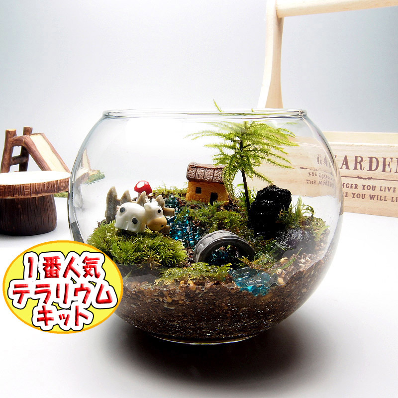 Paypayフリマ 一番人気 苔テラリウム 手作りキット一式 金魚鉢コウヤノマンネングサ おうち時間 父の日 Paypayフリマ 一番人気 苔テラリウム 手作りキット一式 金魚鉢コウヤノマンネングサ おうち時間 父の日