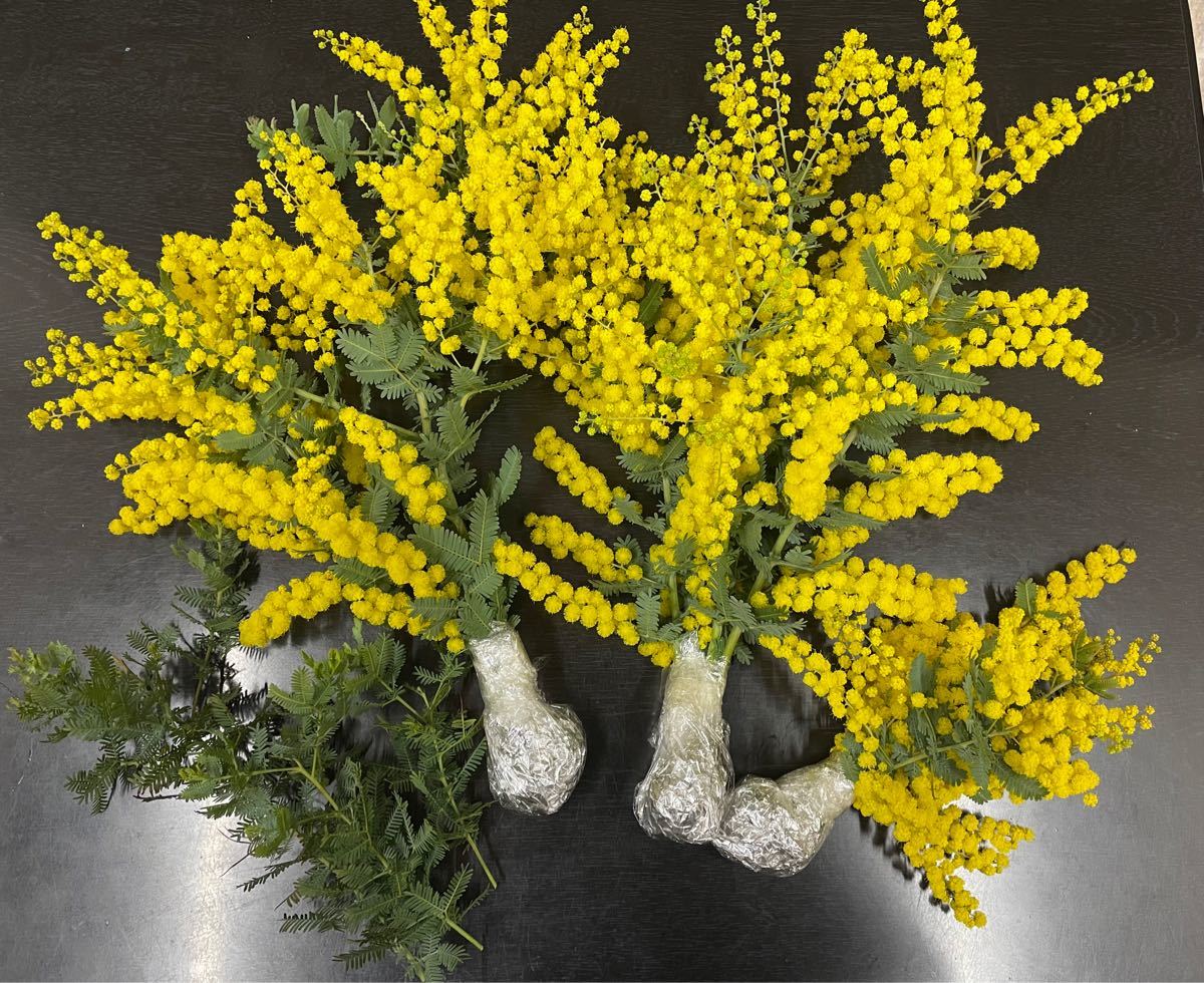 Paypayフリマ ミモザアカシア フレッシュ生花 ふわふわの花 ハンドメイド花材 Paypayフリマ ミモザアカシア フレッシュ生花 ふわふわの花 ハンドメイド花材