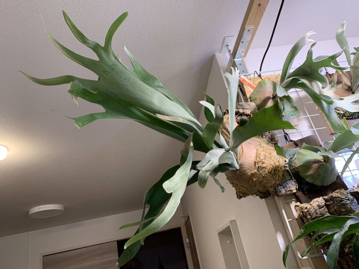 ☆P.Hanabi☆花火☆Platycerium ビカクシダ コウモリラン taniura.com