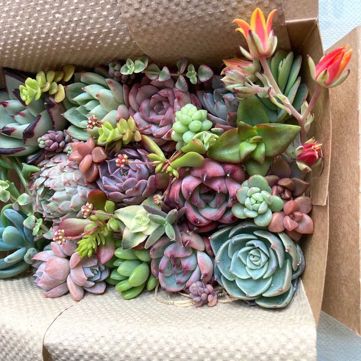 多肉植物カット苗 寄せ植えなどに〜( ´` )|Yahoo!フリマ(旧 多肉植物カット苗 寄せ植えなどに〜( ´` )|Yahoo!フリマ(旧
